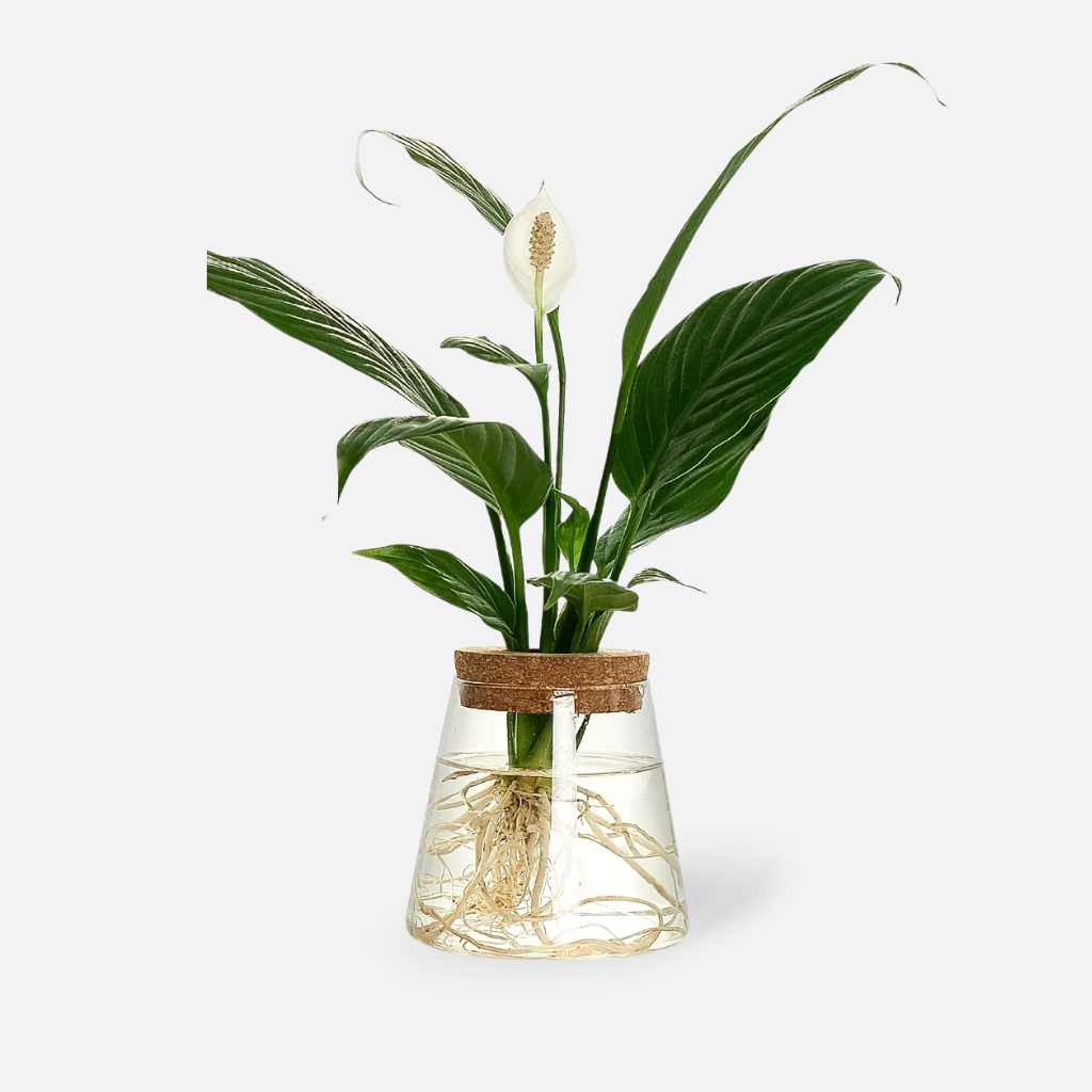 Clarva Vases