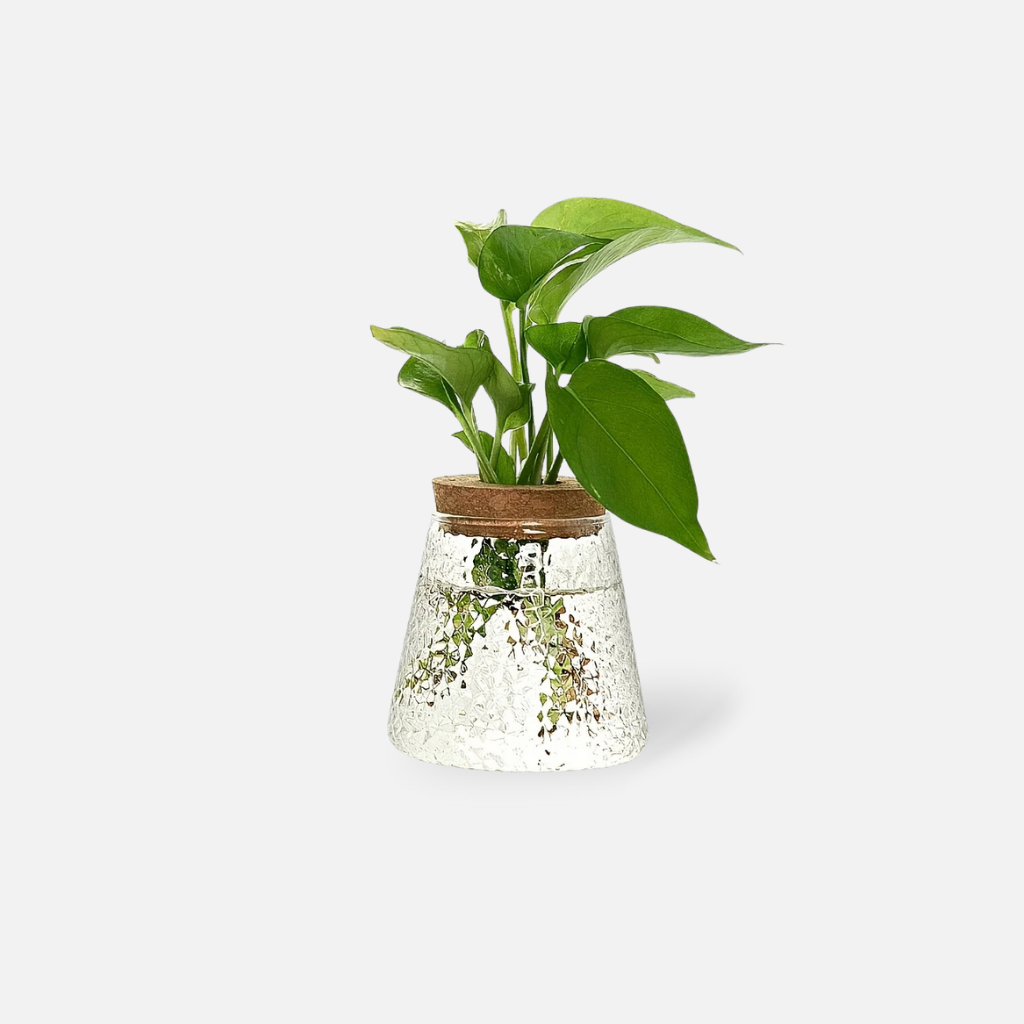 Clarva Vases