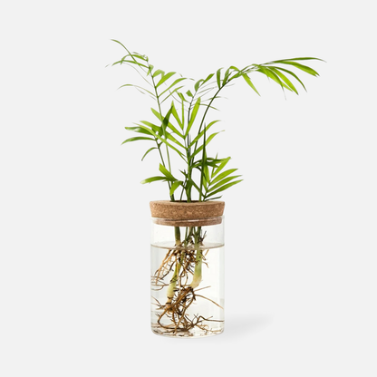 Glacira Vases