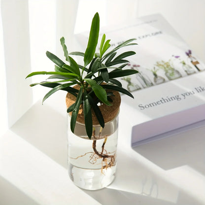 Glacira Vases